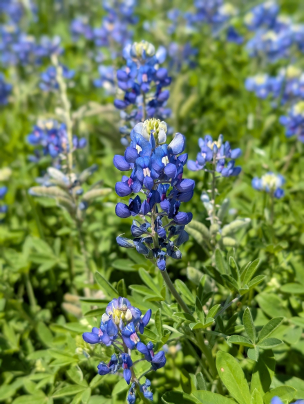 CARTA 2026 and Austin Texas